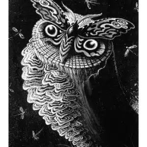 Owl-Moth