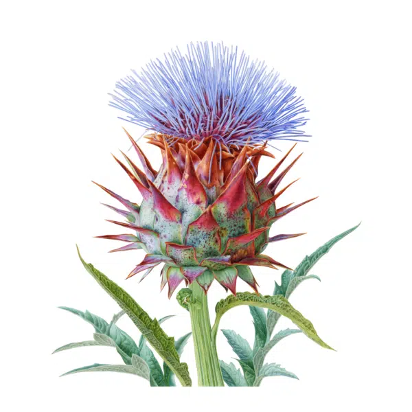 Cardoon